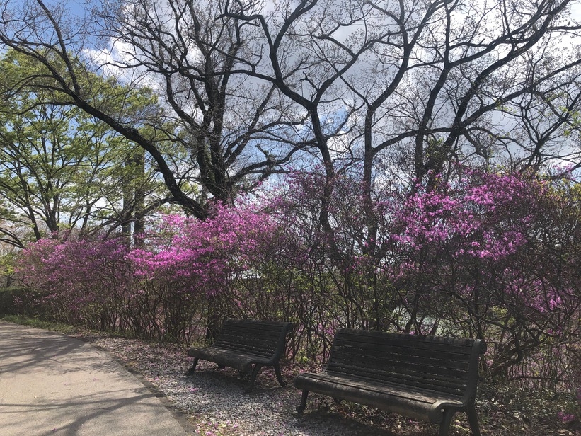 【春爛漫】自然豊かな江汐公園〜コバノミツバつつじ他２種50000本〜お花のリレー