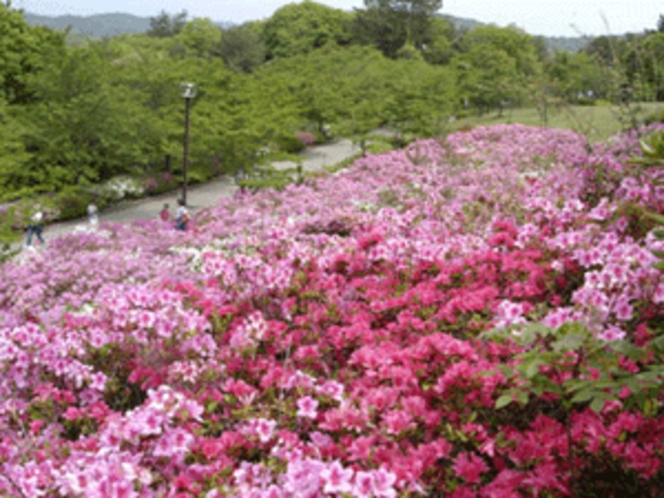 江汐公園のつつじ（５月下旬まで）