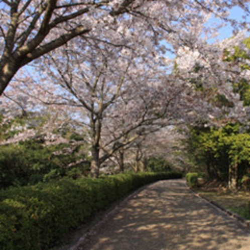 【江汐公園】桜