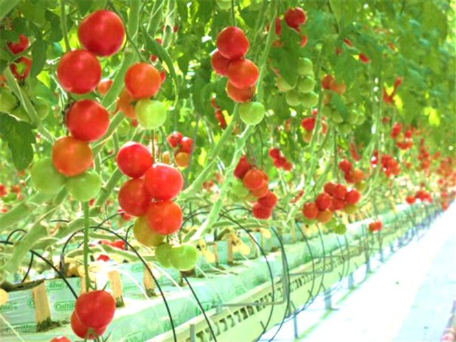 水耕栽培のお野菜