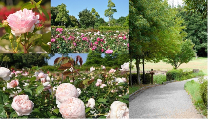 江汐公園の花々