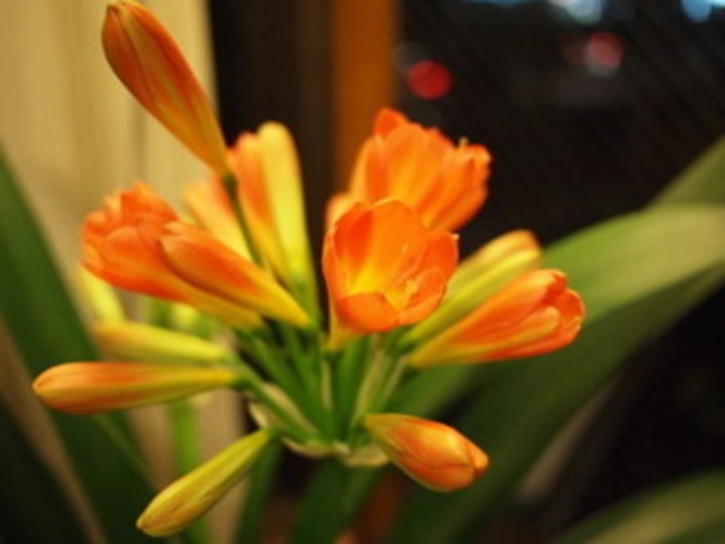 花　オレンジ