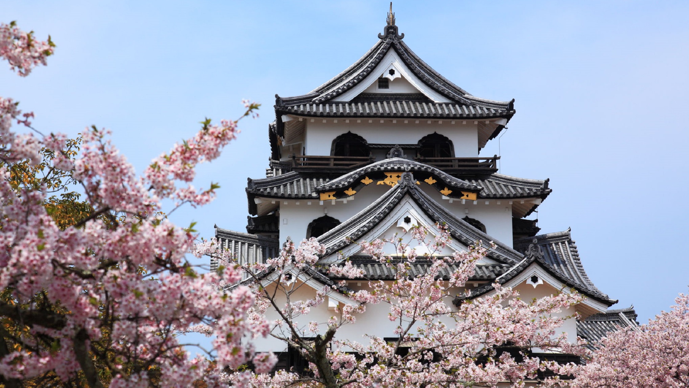 彦根城と桜