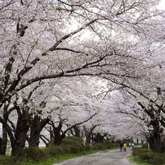 ◆北上展勝地◆『みちのく三大桜名所』に選ばれています。