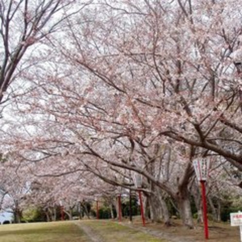 □西浦園地　さくら祭