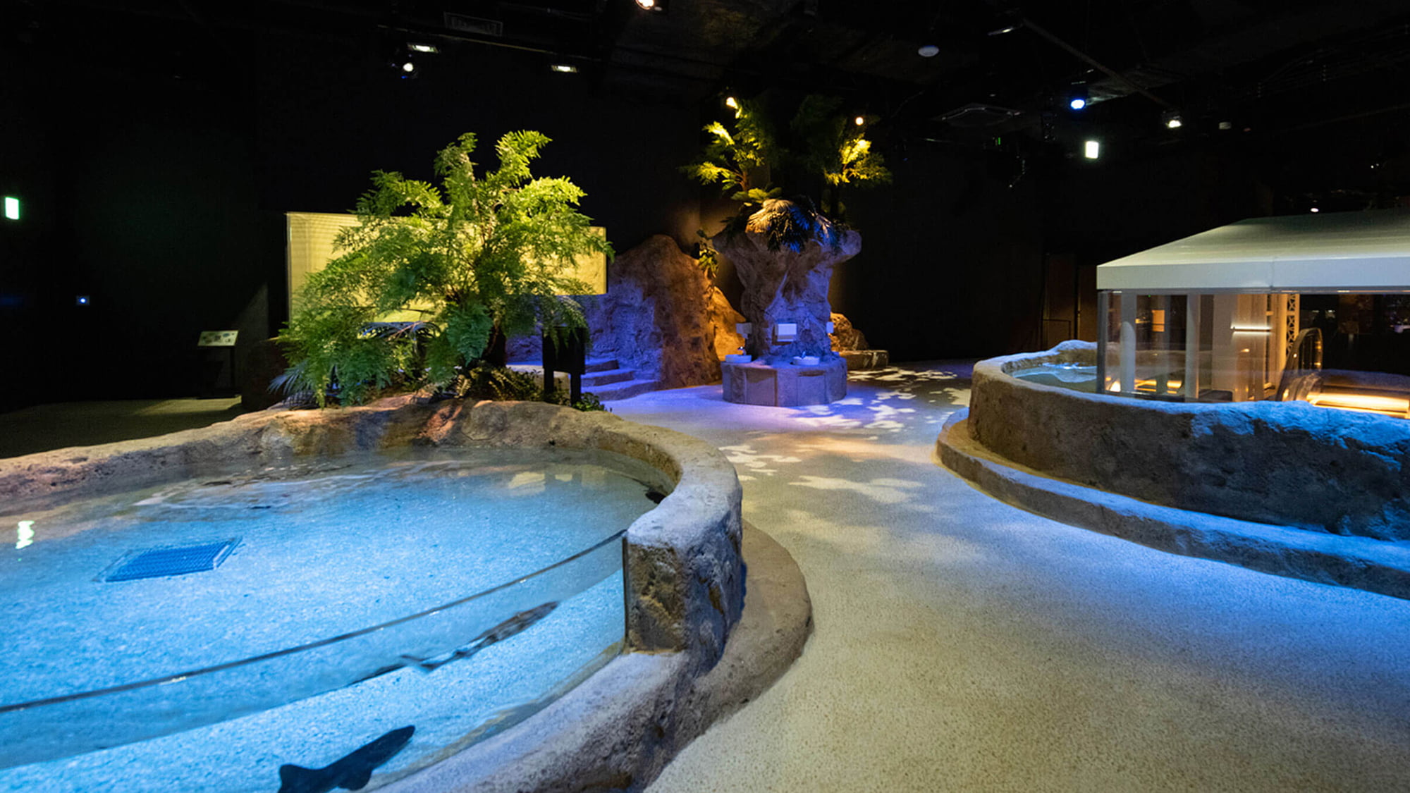DMM水族館④