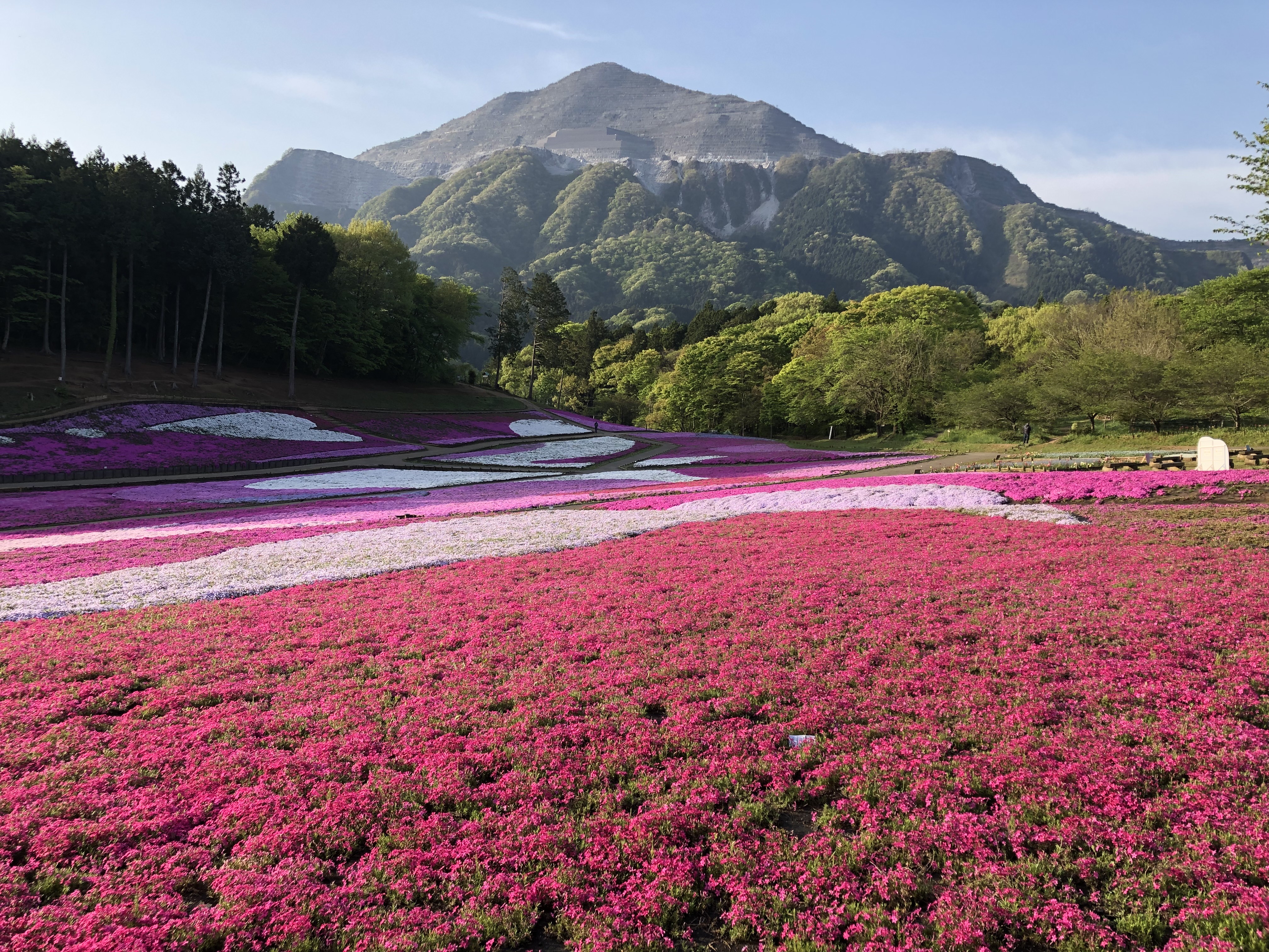 羊山公園芝桜の丘