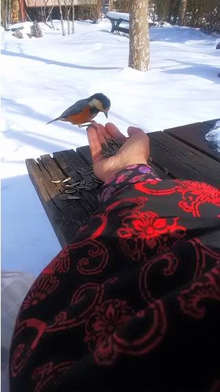 手乗りヤマガラ体験プラン！