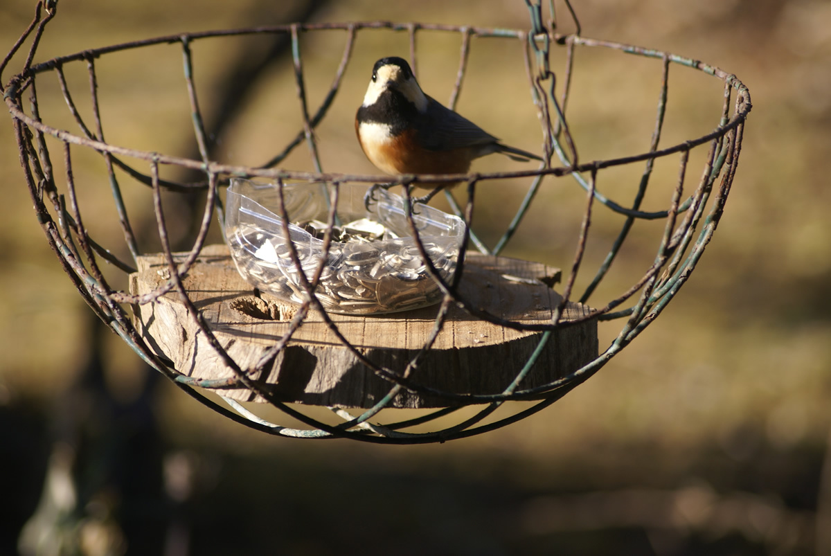 自然観察好きにはたまらない！野鳥を見ながら　朝食プラン