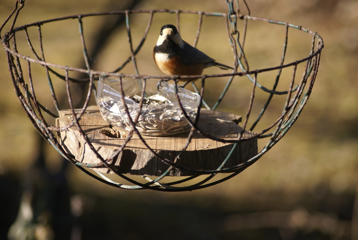 自然観察好きにはたまらない！野鳥を見ながら　朝食プラン
