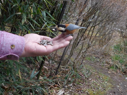 手乗りヤマガラ体験プラン！