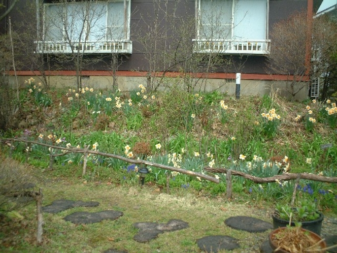 春のお庭