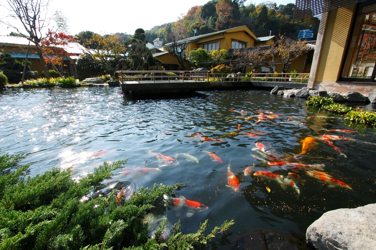 庭園と錦鯉が遊泳する池
