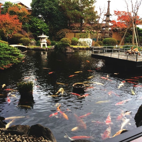日本庭園と高級錦鯉が遊泳する池