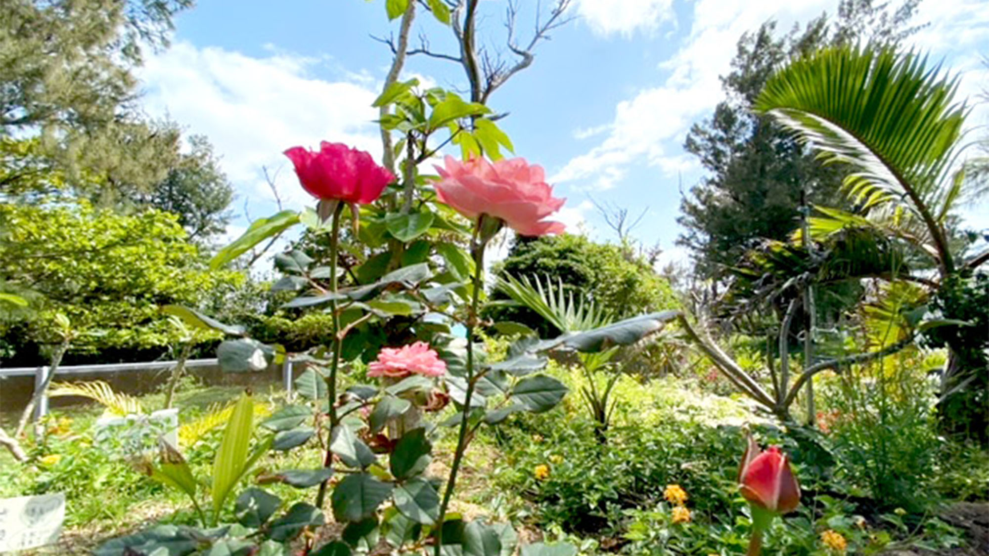 ・ＡＬＯＨＡガーテン　バラ