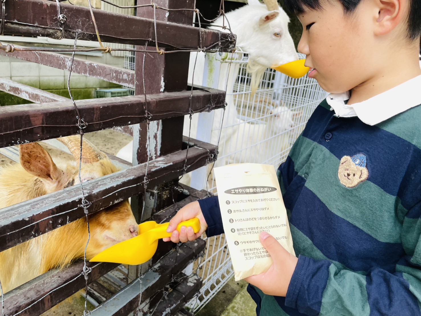 動物たちにエサやりをしてみよう！