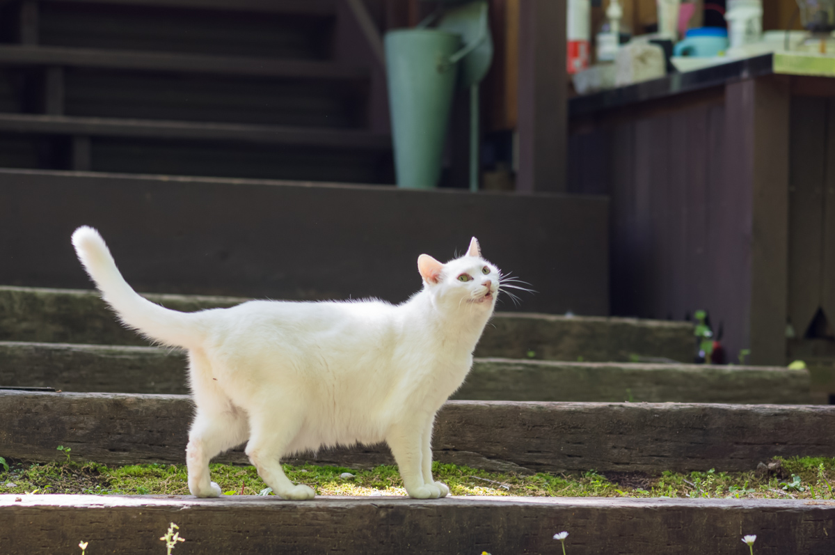 【自然とふれあう茶臼の森 】白猫のにゃん太