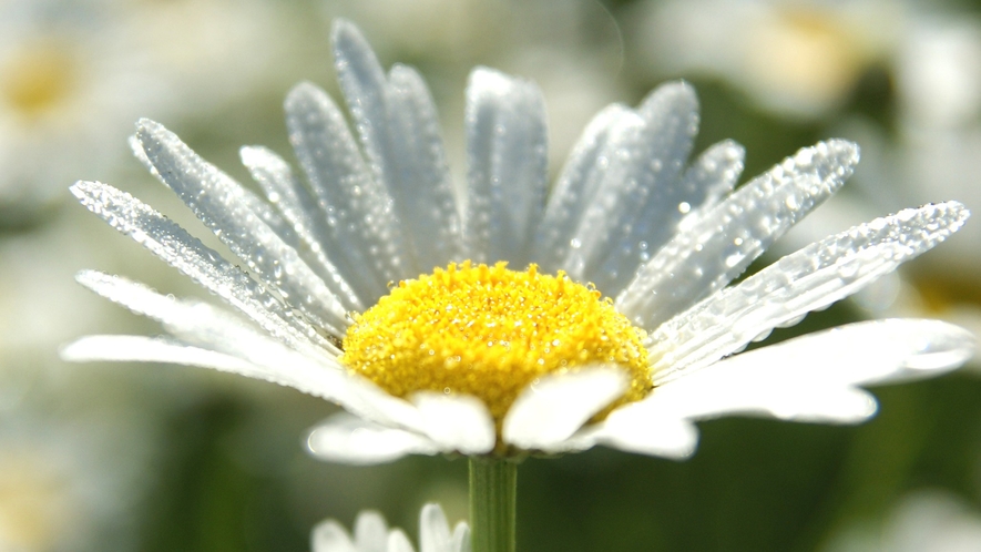 #四季折々の草花　様々な花が咲き誇る園内。散策も楽しみのひとつ。