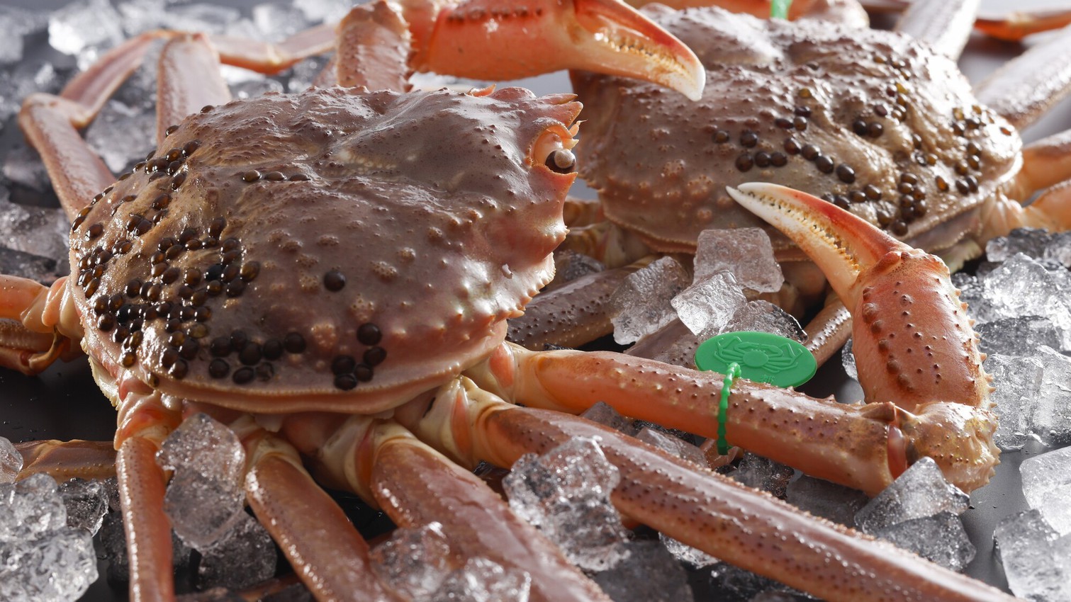 【期間限定】2025解禁記念！お一人5000円引き！800g超え活蟹を味わう和（なごみ）フルコース
