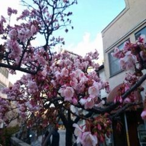 あたみ桜（１月下旬〜２月中・下旬頃）
