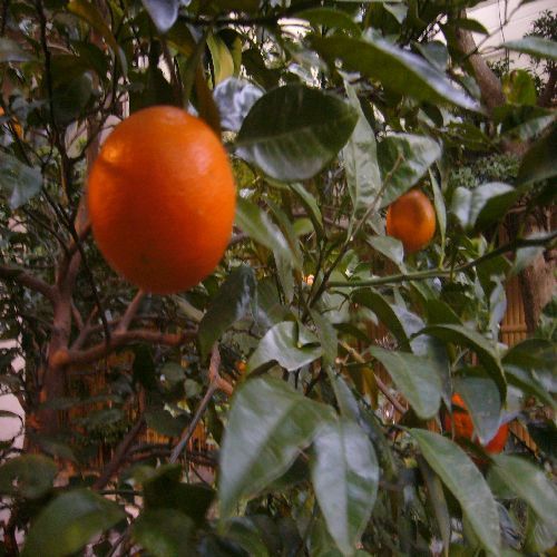 湯宿 みかんの木 - 写真 167