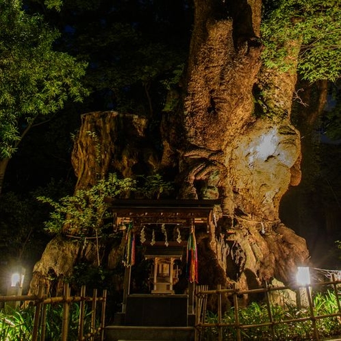 来宮神社大楠（夜）