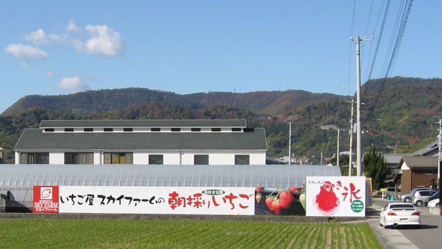 【いちご屋スカイファーム】でイチゴ狩り体験プラン（26/3/1〜）