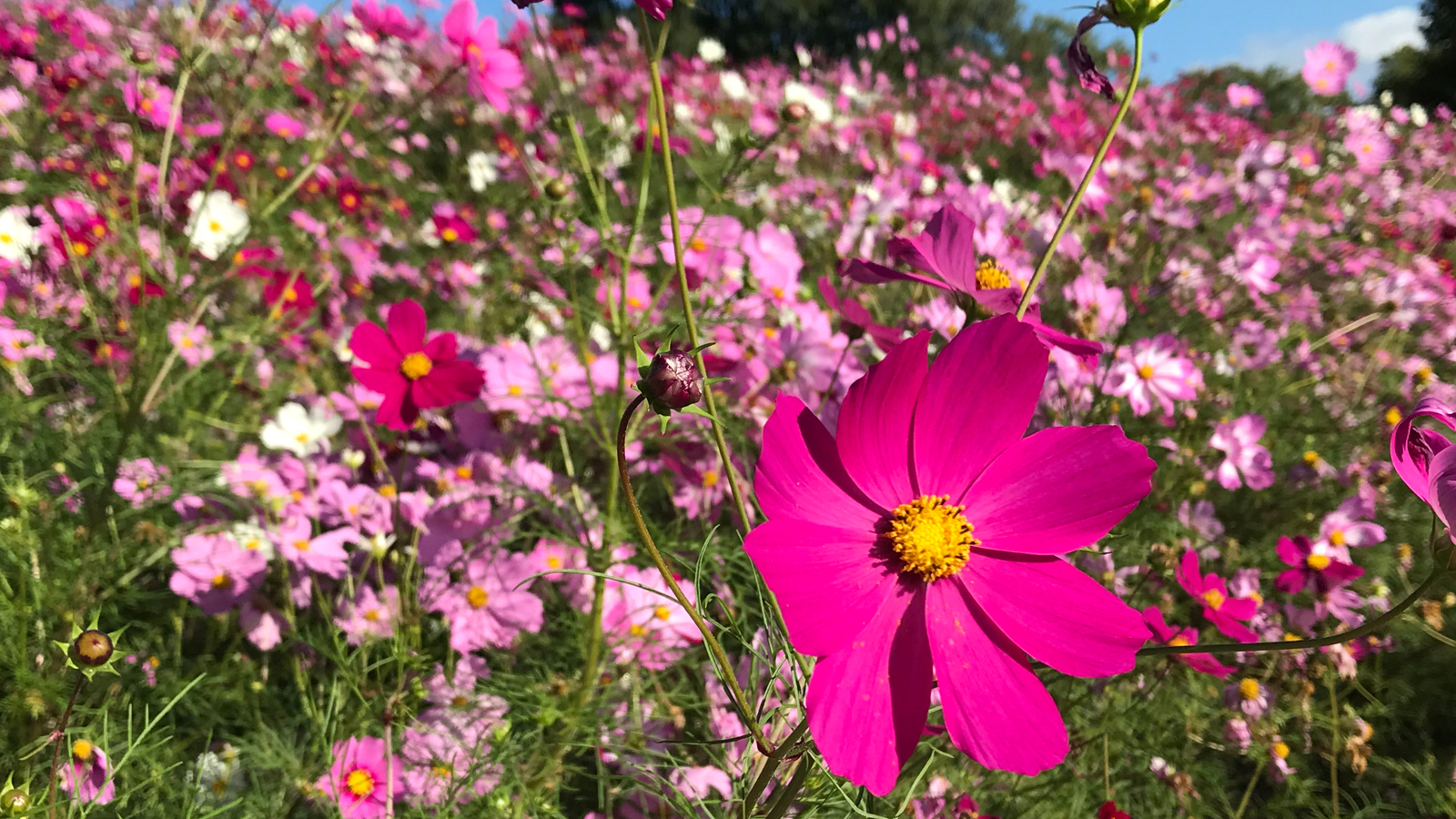 まんのう公園　コスモス