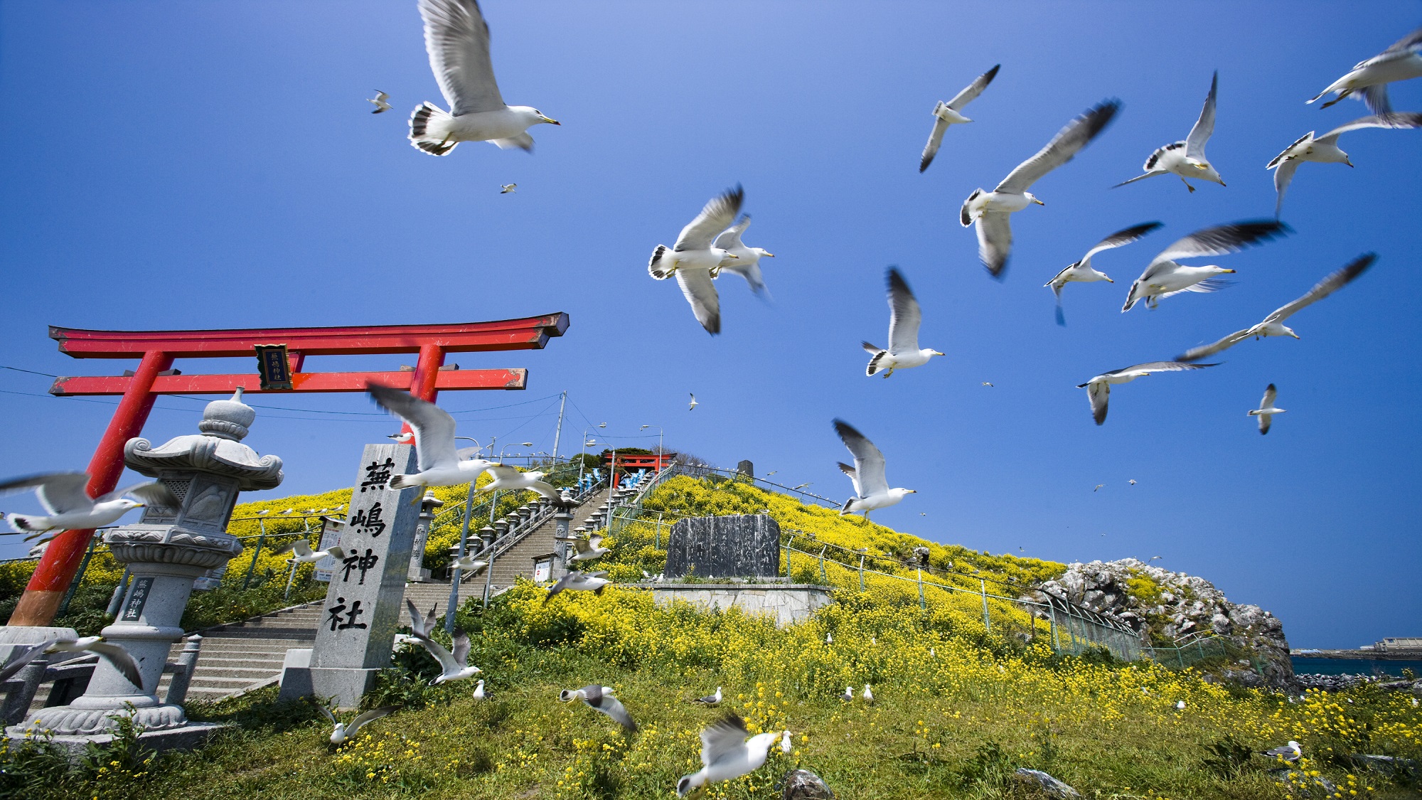 蕪島　提供（一財）VISITはちのへ