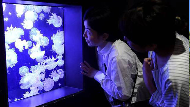 クラゲドリーム館　加茂水族館入園チケット付き宿泊プラン