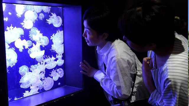 クラゲドリーム館　加茂水族館入園チケット付き宿泊プラン