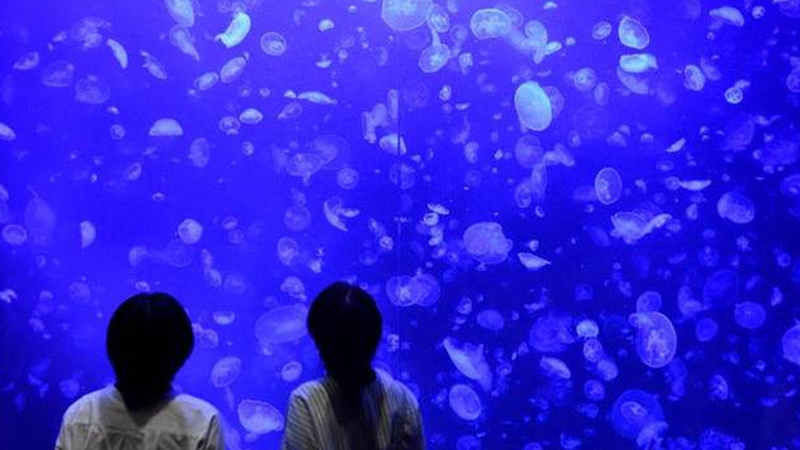 東北エプソンアクアリウムかもすい（旧：加茂水族館）リニューアル　チケット付き宿泊プラン2026冬