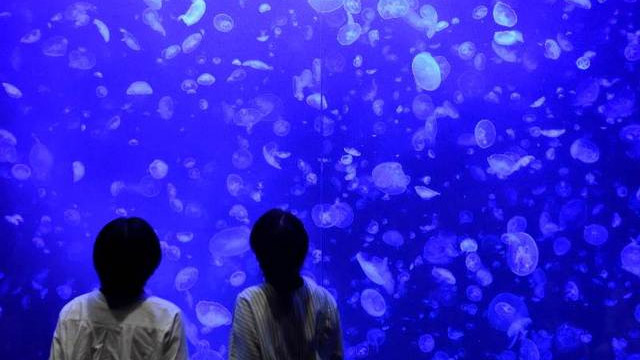 背丈を越える大水槽の前でその迫力に圧倒される