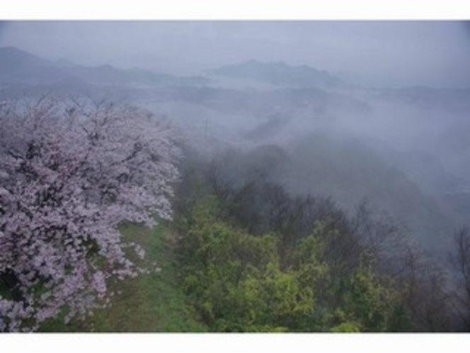 幻想的な積善山三千本桜