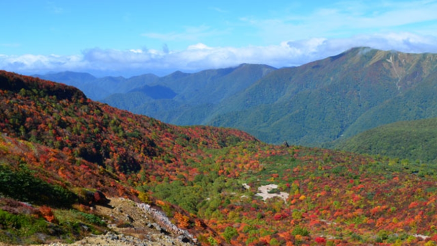 【紅葉】　茶臼岳「姥ヶ平」の紅葉