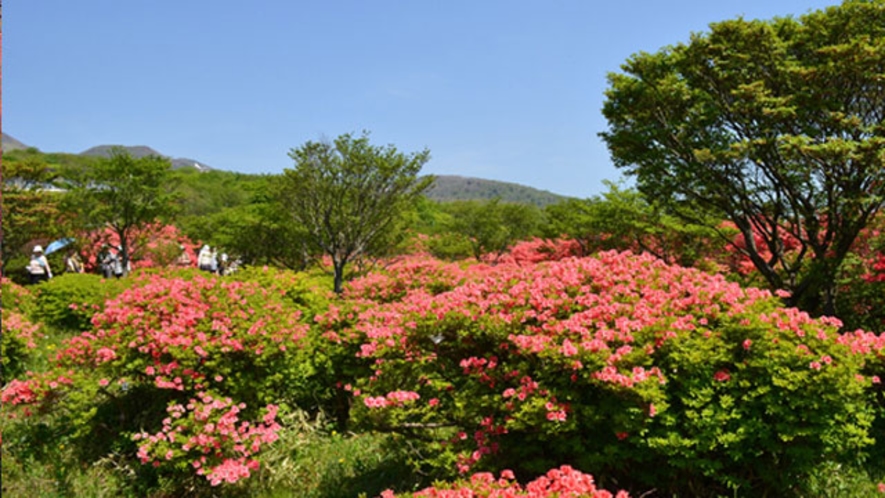【自然】　5月中旬～下旬　八幡のツツジが咲き誇る