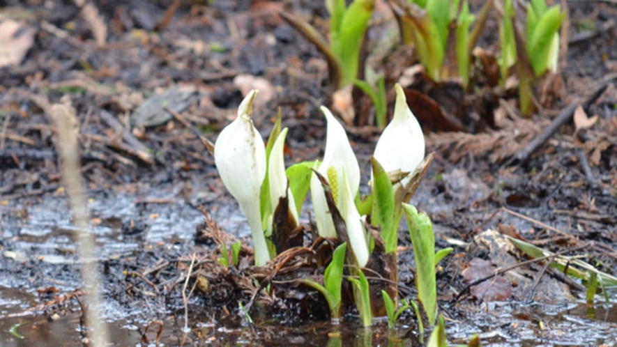 【自然】　3月下旬～　水芭蕉