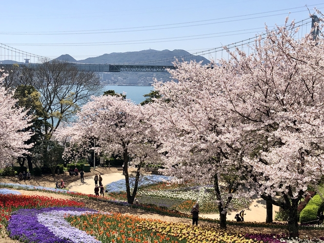 【春】火の山公園　桜