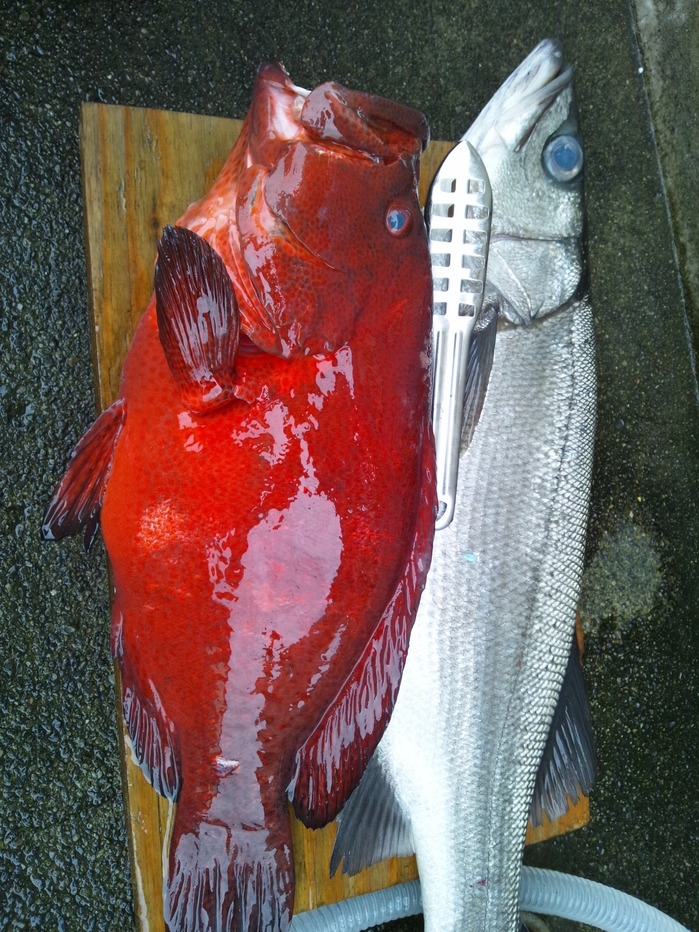 【釣り人応援】海まで徒歩5分！早朝出発OK♪朝食は手作り弁当をご用意＜2食付＞