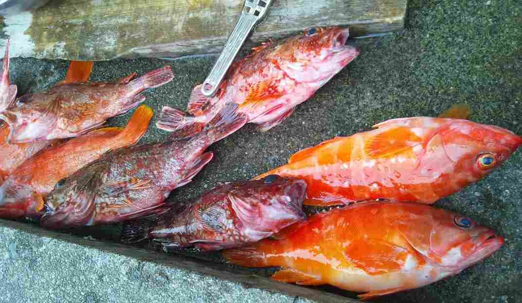 【地魚の海鮮鍋】その日一番の旬魚を大将おまかせで♪自家製ポン酢で味わう季節の鍋料理
