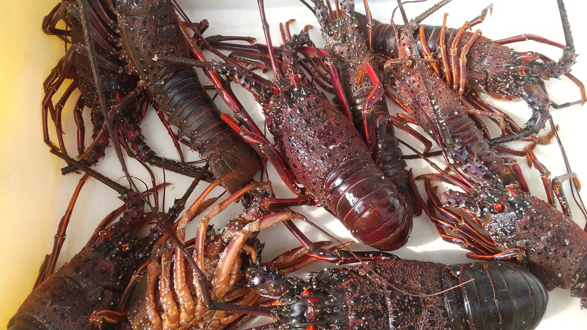 【天然クエ×伊勢海老】豪華に彩り！期間限定の贅沢コラボ☆旬をいただきご満悦！