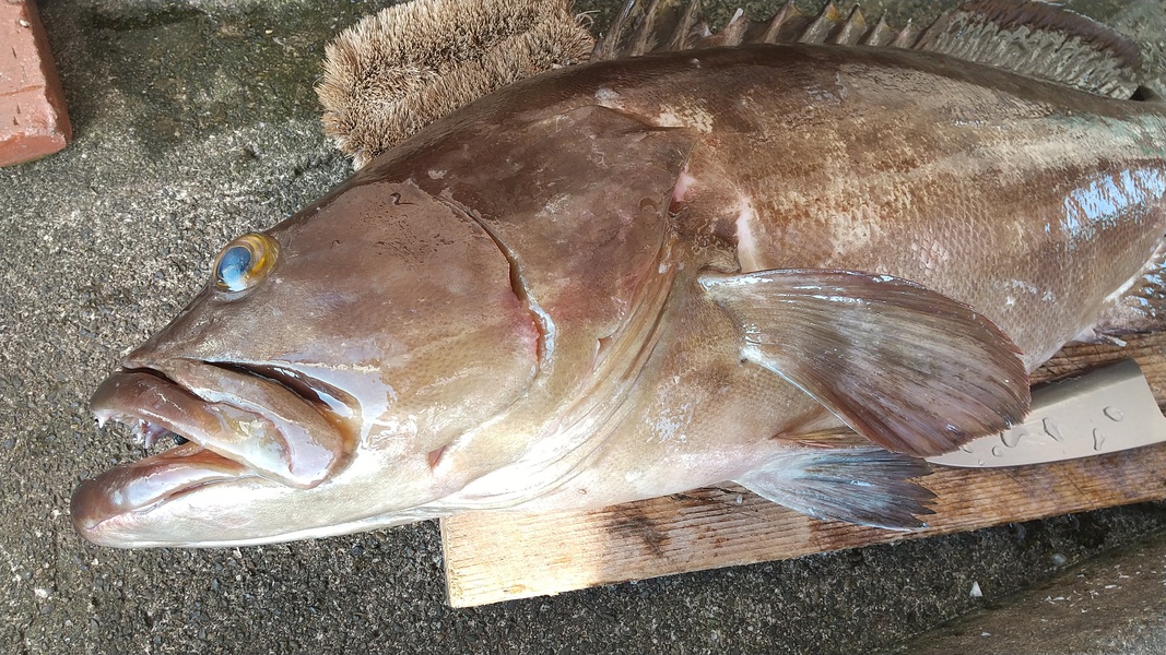 【天然本クエの極旨鍋】コラーゲン豊富な幻の高級魚を〆まで味わい尽す≪期間限定≫