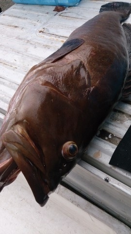 【天然本クエの極旨鍋】コラーゲン豊富な幻の高級魚を〆まで味わい尽す≪期間限定≫