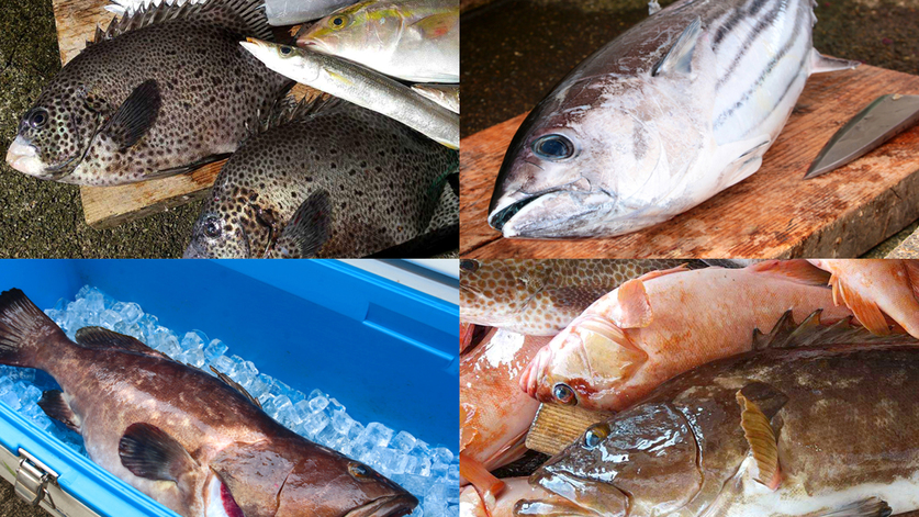 【釣り人歓迎】お弁当付♪黒潮の恵みを釣上げちゃお★海まで徒歩5分！