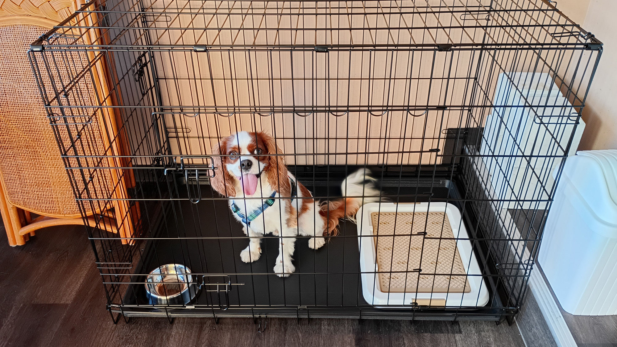 ペットハウス　１Fテラス　4