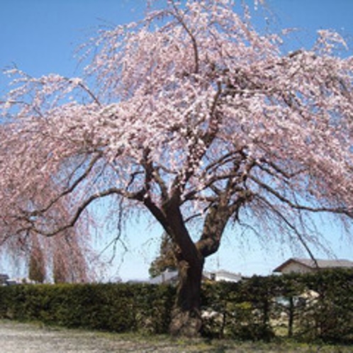 安養寺のしだれ桜