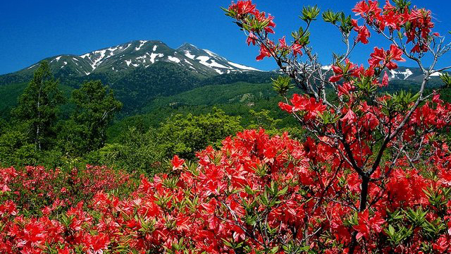 レンゲツツジと乗鞍岳（６月）