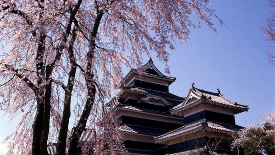 松本周辺の桜の見ごろは例年4月上旬～中旬