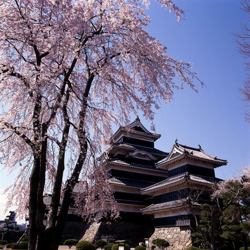 松本周辺の桜の見ごろは例年4月上旬～中旬