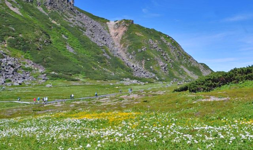 高山植物の宝庫　畳平のお花畑